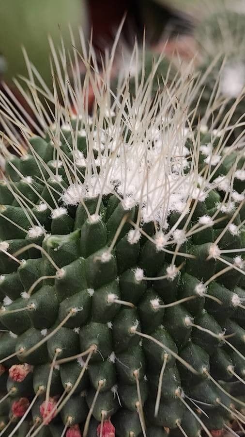 Mammillaria uncinata 8