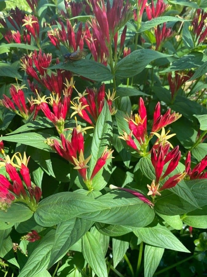 Spigelia 9
