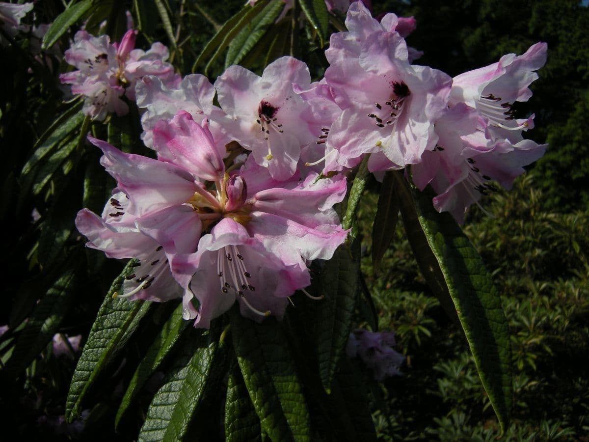 Rhododendron 2