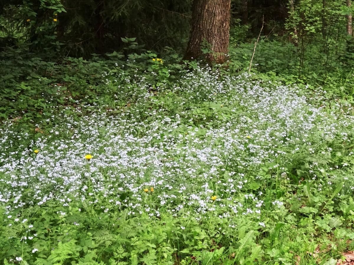 Miosotis de los bosques 9