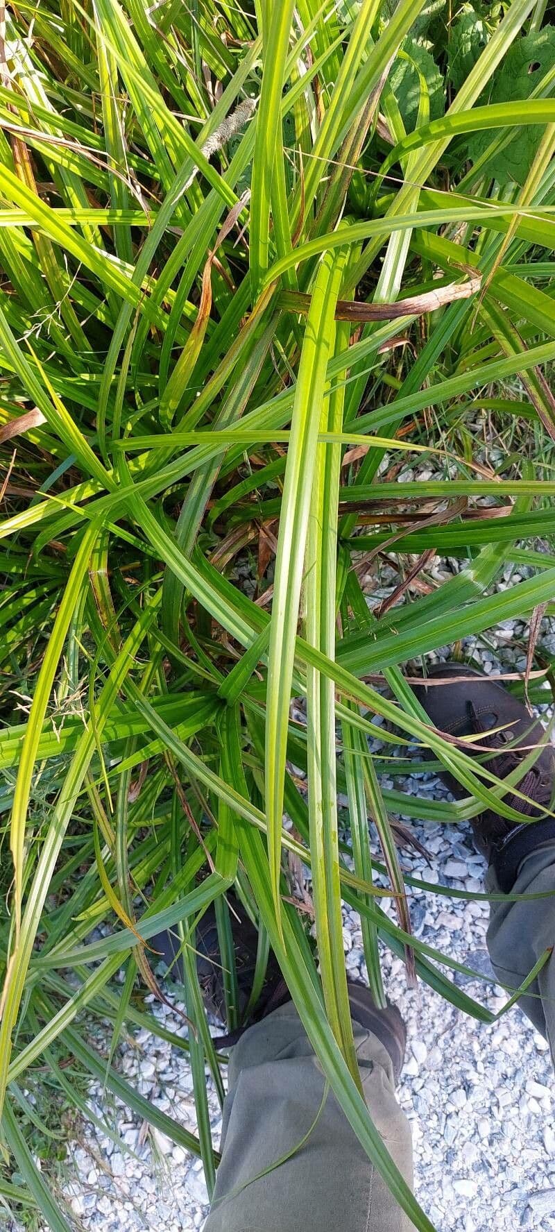 Junco radicans 4