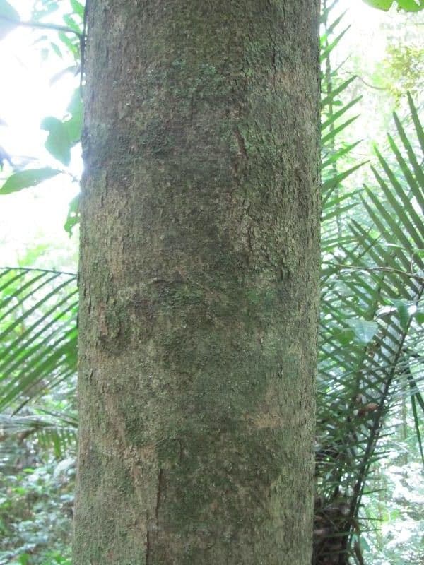 Protium apiculado 10