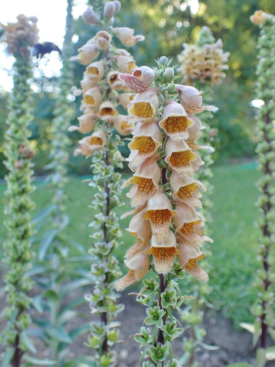 Digitale rugginosa 2