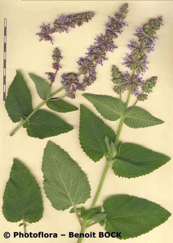 Salvia verticillata 27