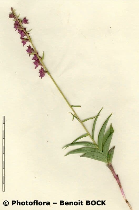 Elleborine violacea 27
