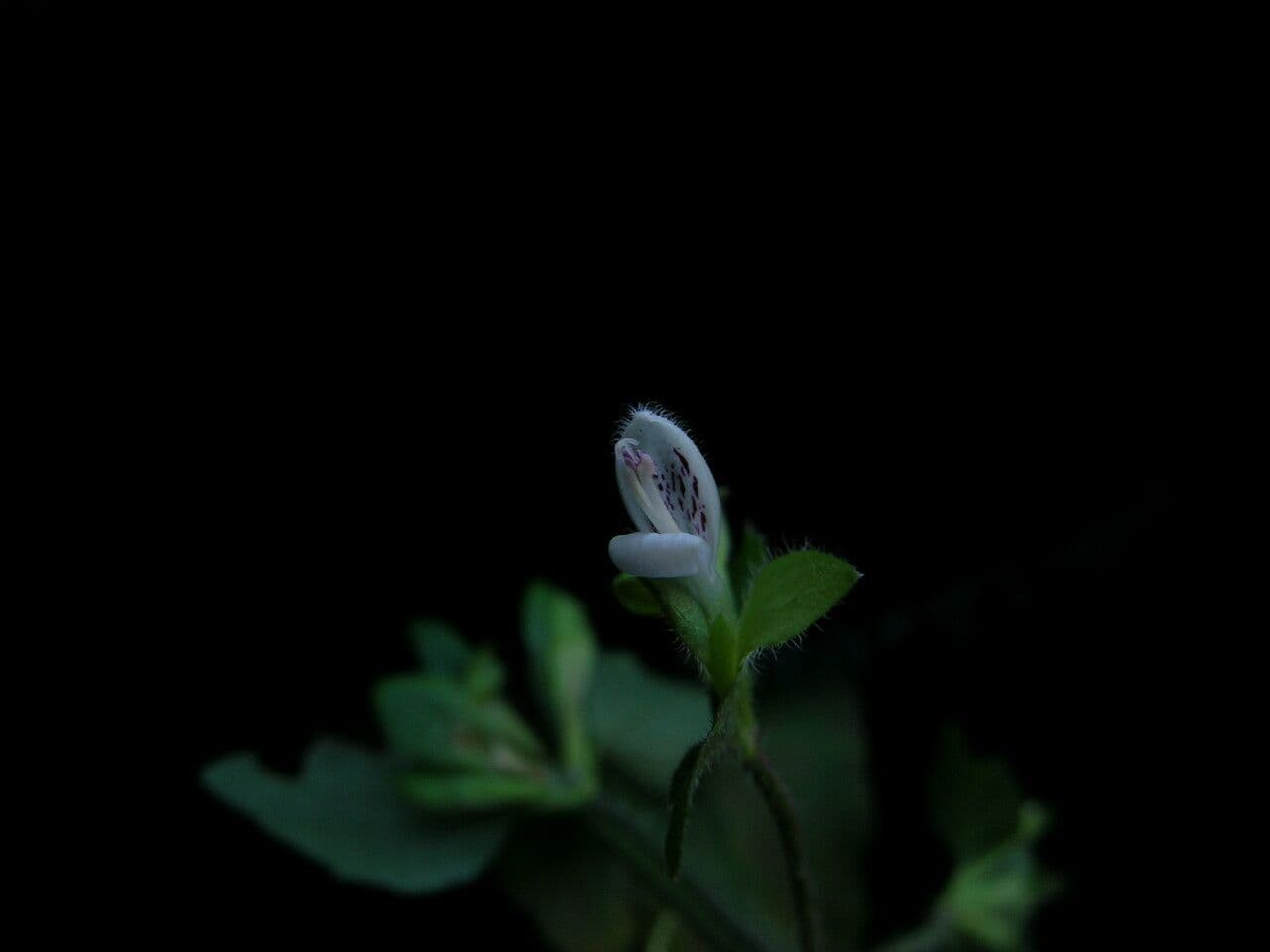 Hypoestes 2