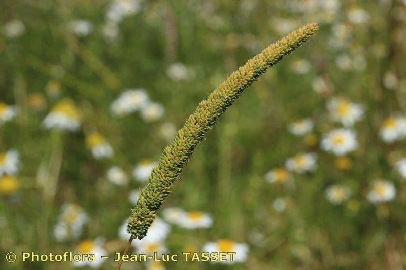 Phleum paniculatum 3