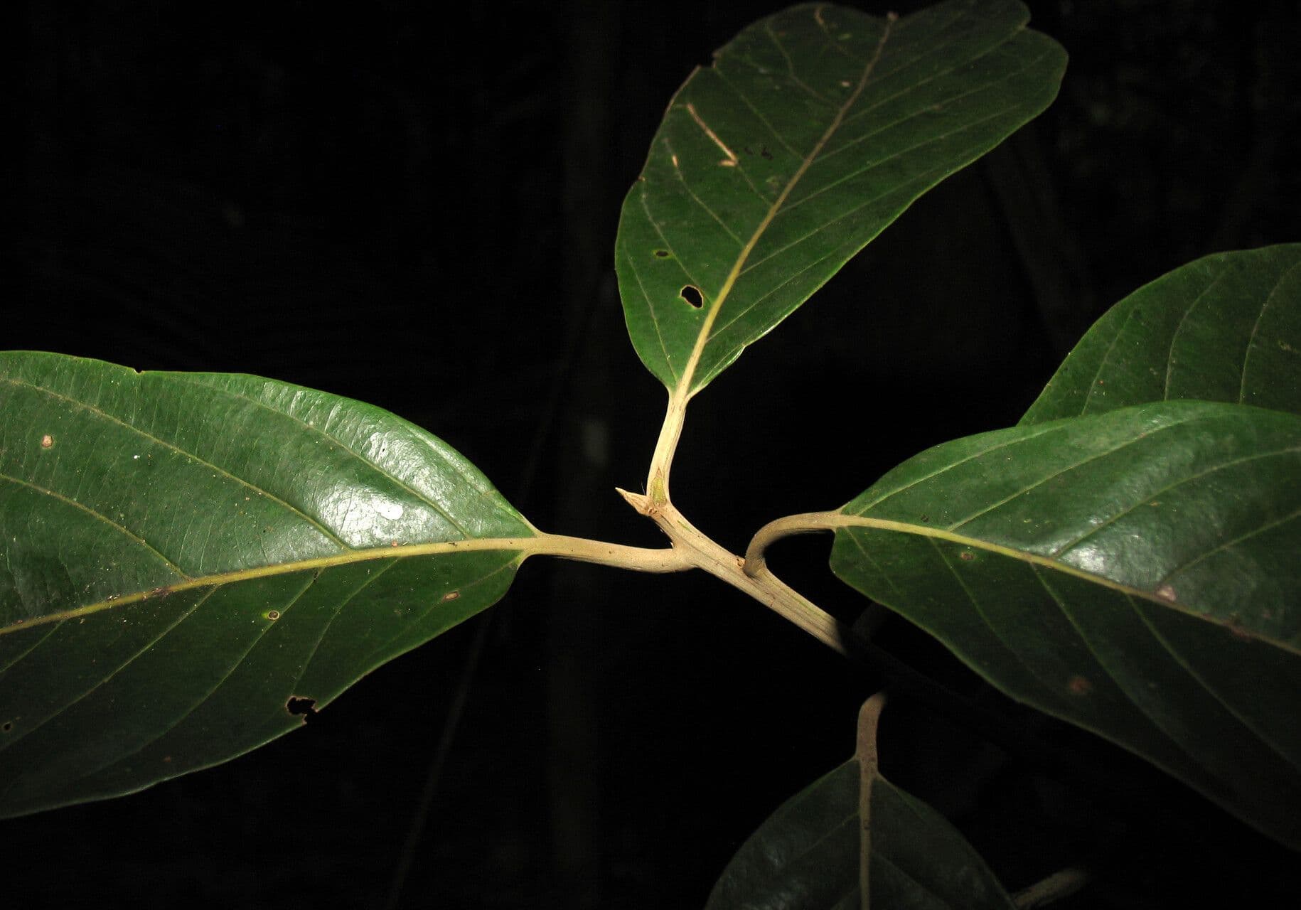 Rhodostemonodaphne 6