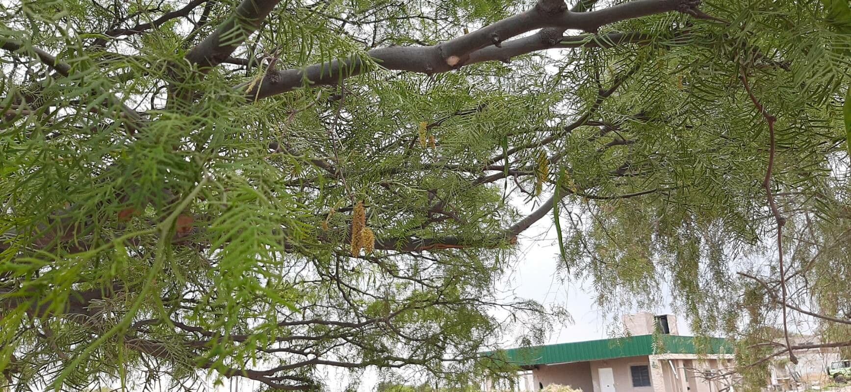 Mimosaceae 5