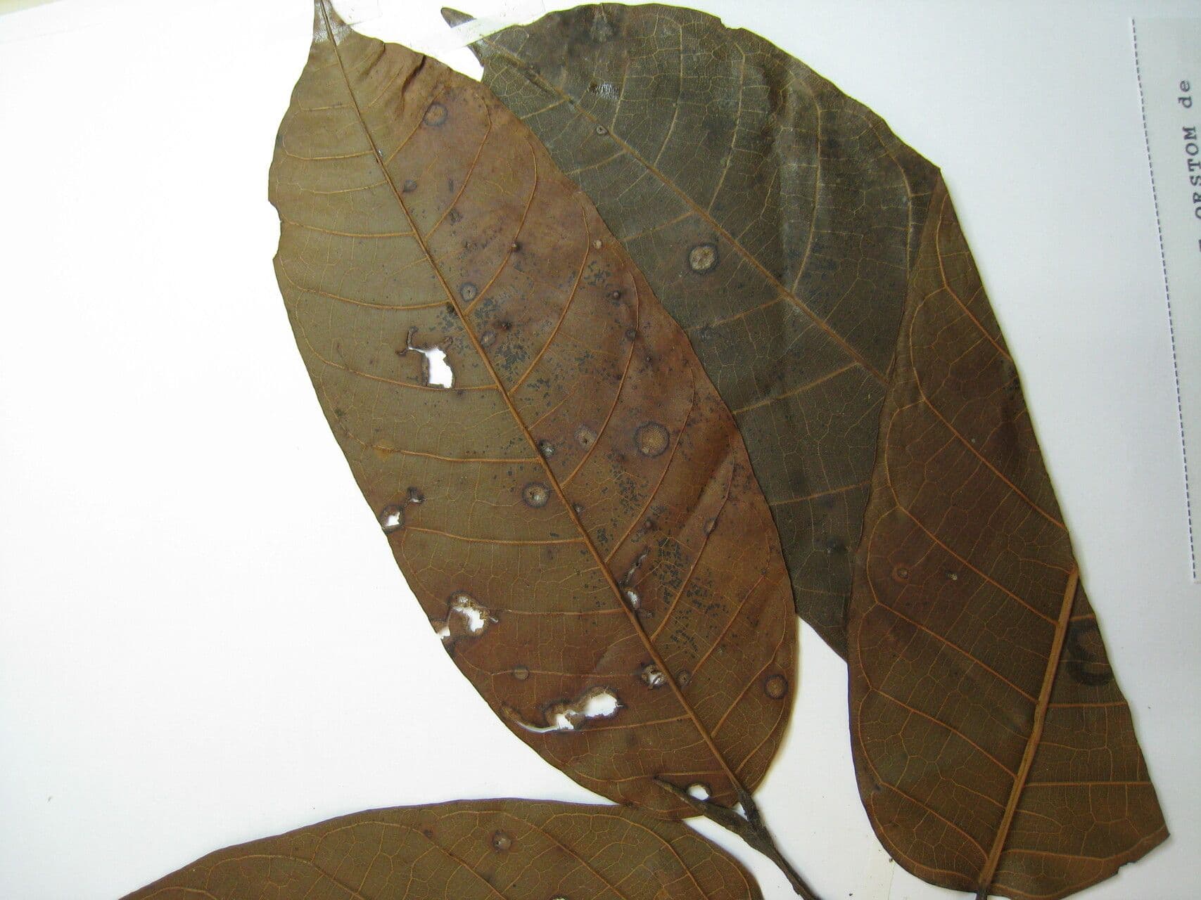 Milchbaum