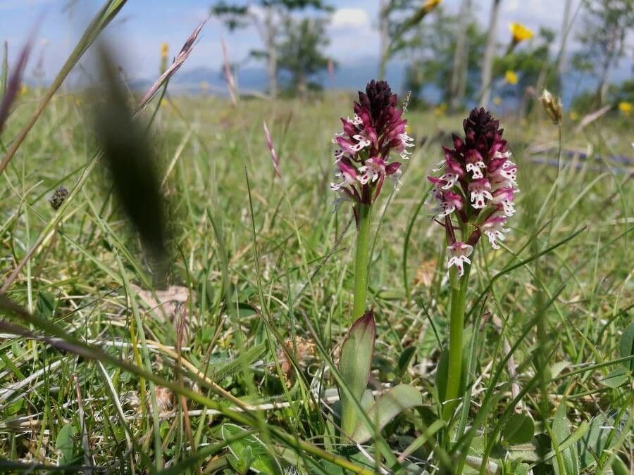 Orchide bruciacchiata 10