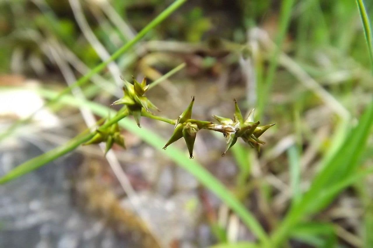 Carice stellata 7