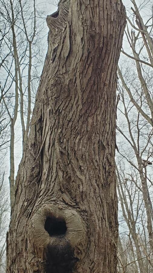 Carya ovata 23