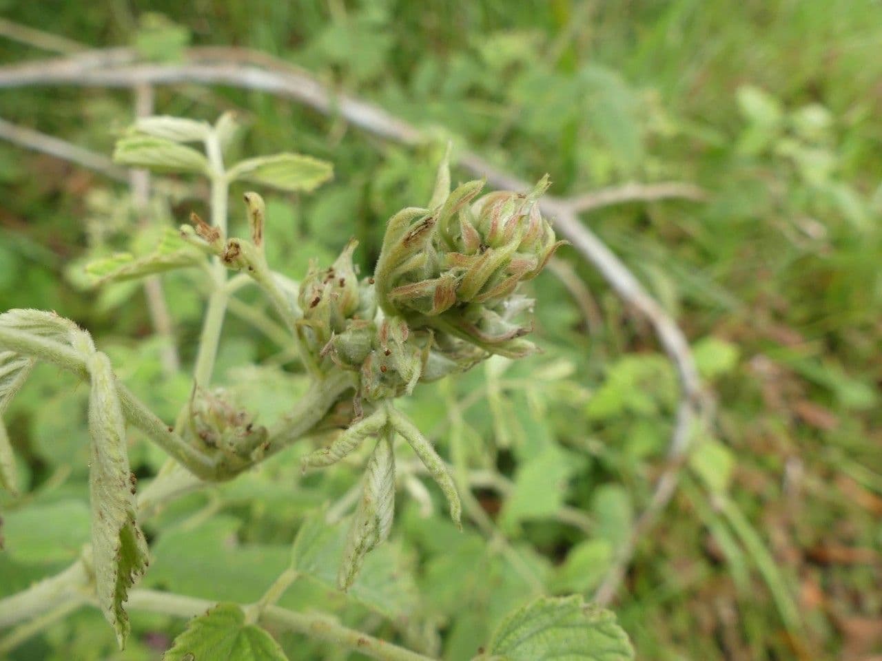 Rubus apetalus 4