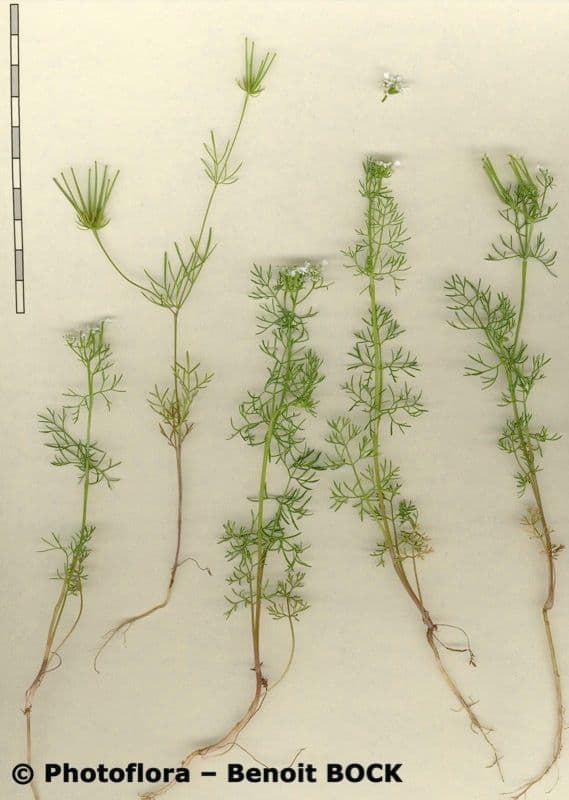 Scandice stellata 17