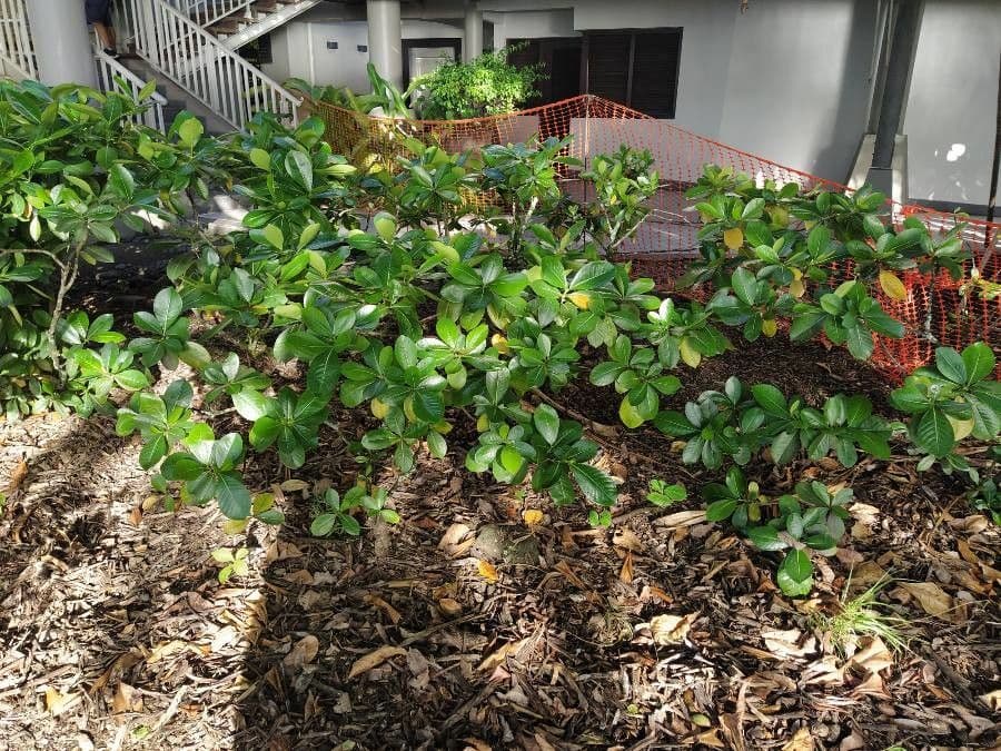 Gardenia tahitańska 11