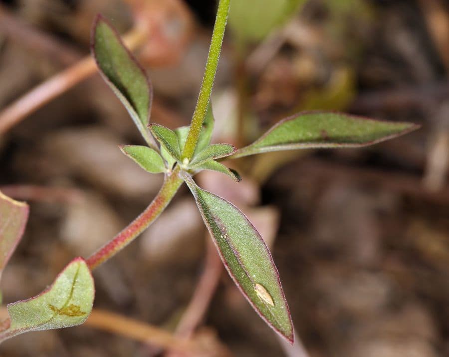 Clarkia romboidale 15