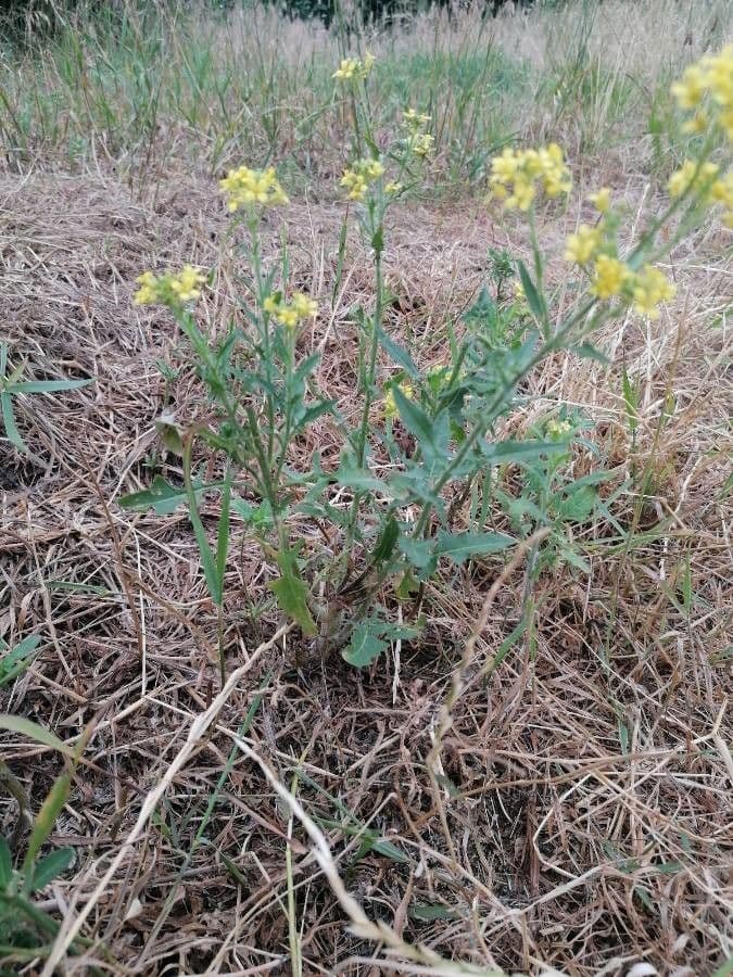 Loesels Rauke 14