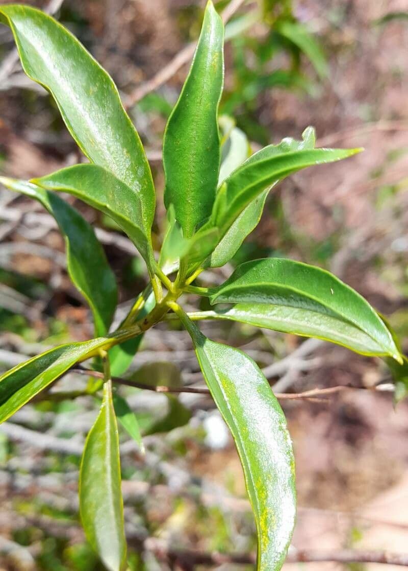 Ixorhea 4