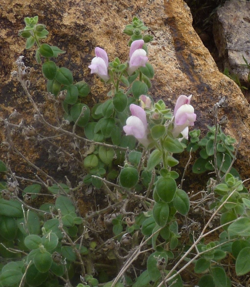 Bocca di leone 12