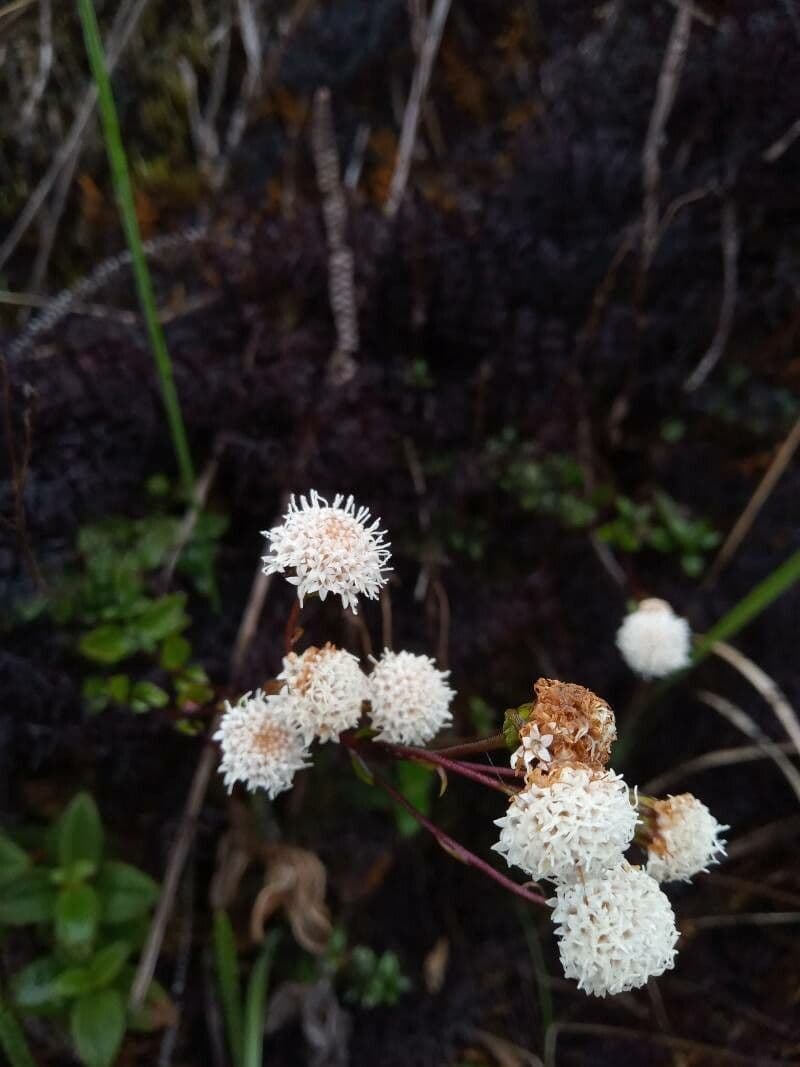 Ageratina
