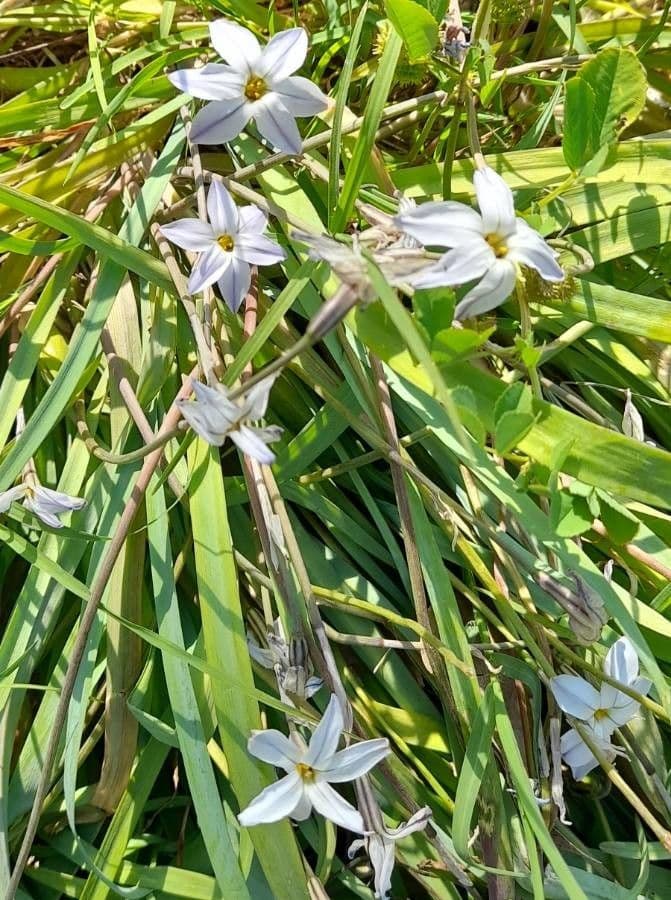 Frühlingsstern 7