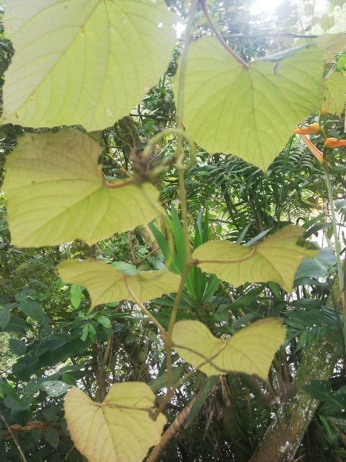 Vitis tiliifolia 16