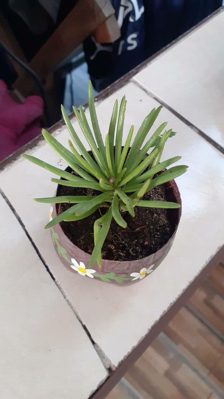Dudleya 13