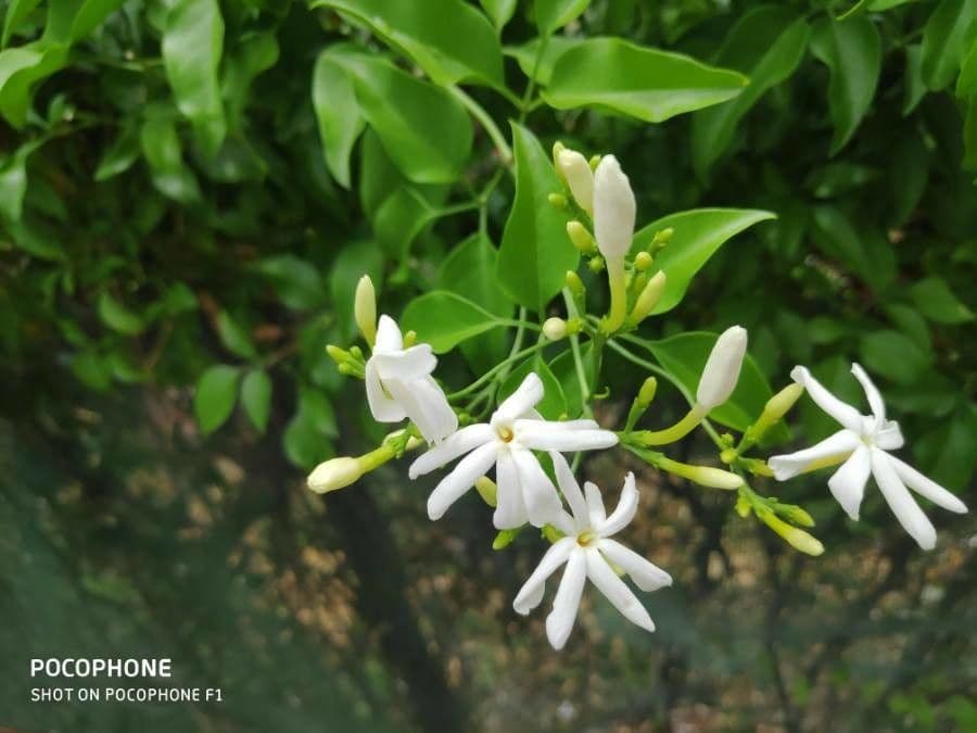 Großblütiger Jasmin 6