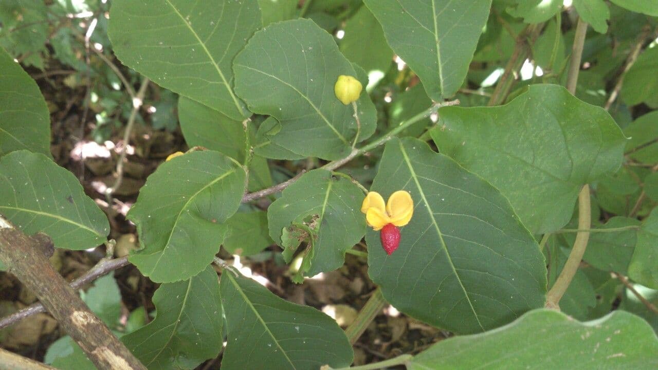 Casearia corymbosa 5
