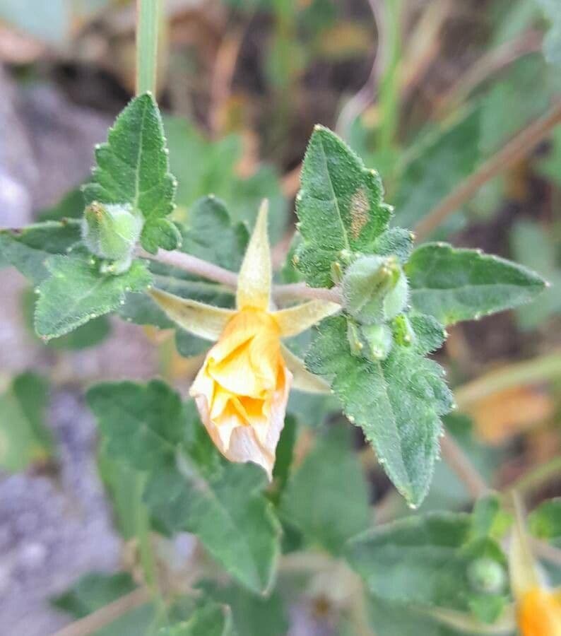 Mentzelia