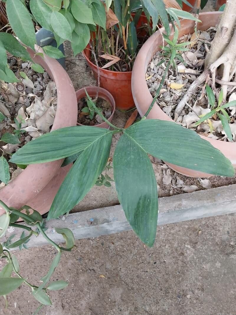 Chamaedorea 4