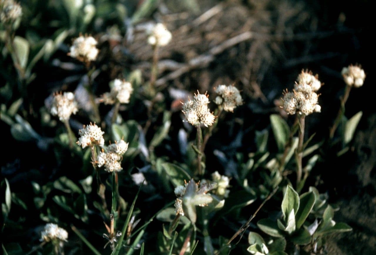 Antennaria virginica 2