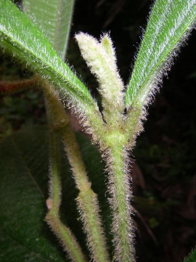 Miconia 11