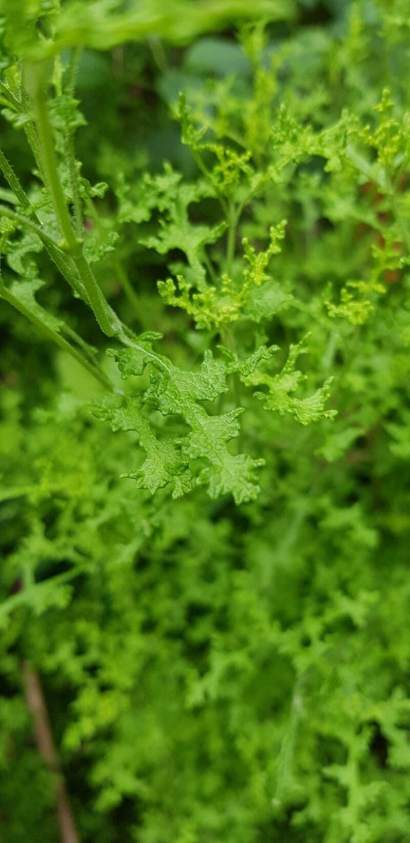 Salvia 9