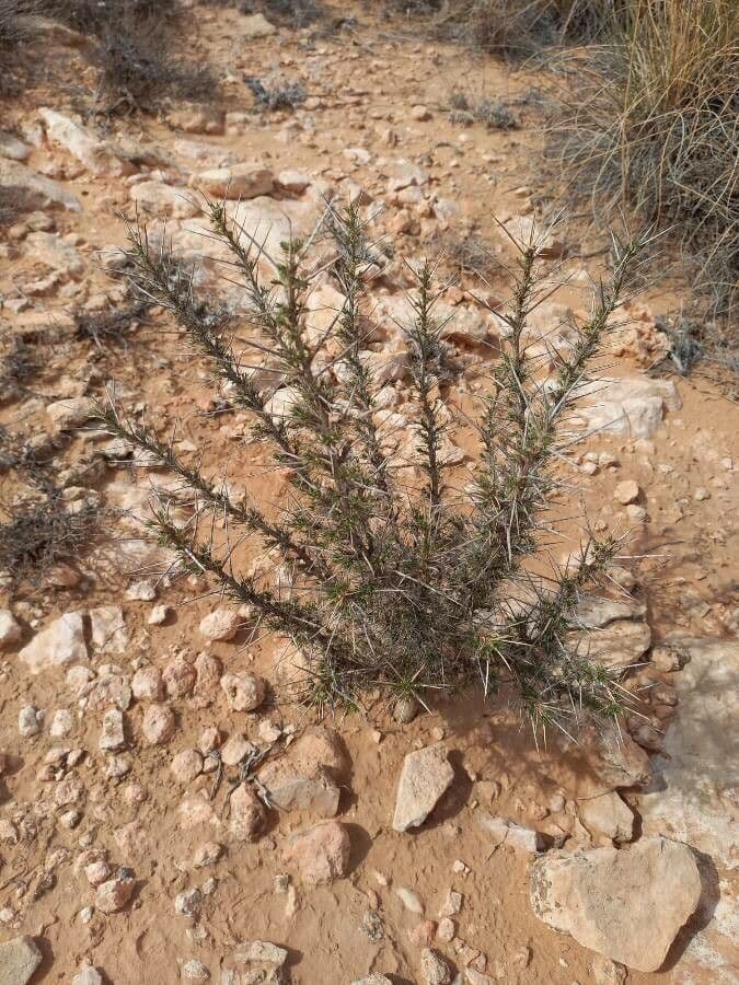 Astragalo 20