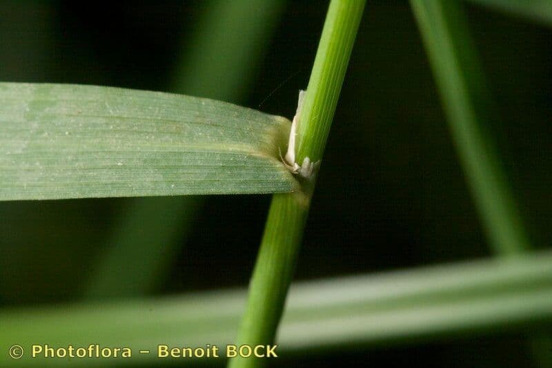 Calamagrostis 22