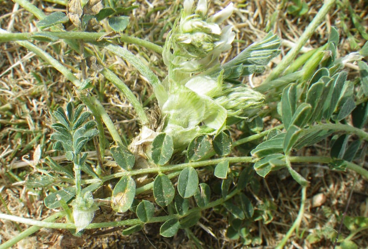 Astragalus depressus 16