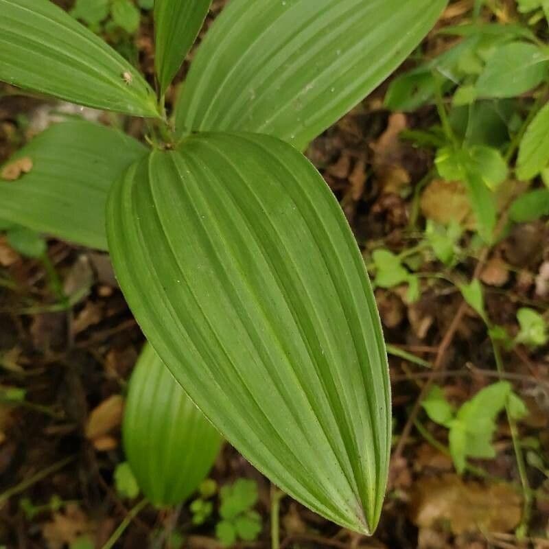Ciemierzyca Lobela 6