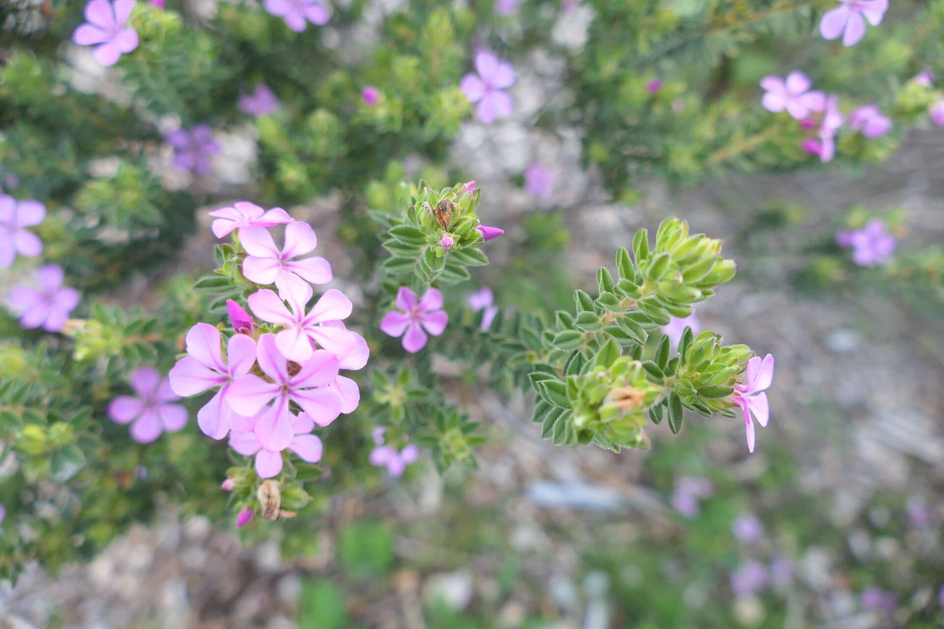 Acmadenia