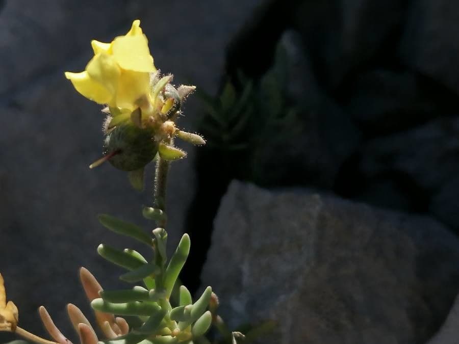 Linaria supina 25