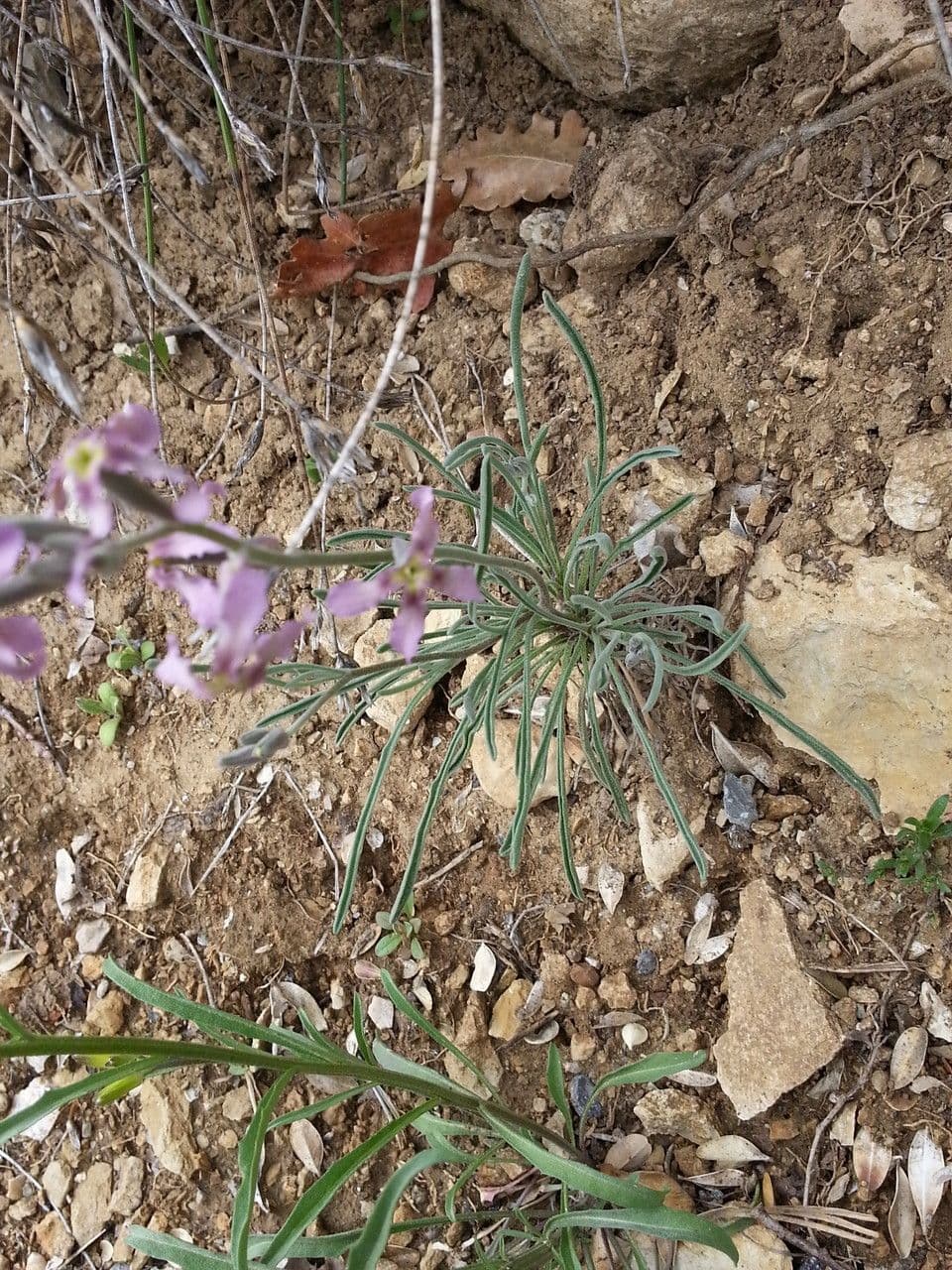 Violaciocca fruticulosa 8
