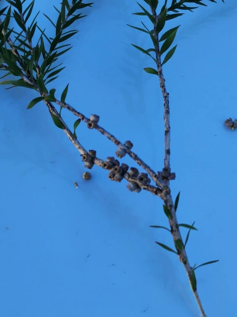 Teebaum