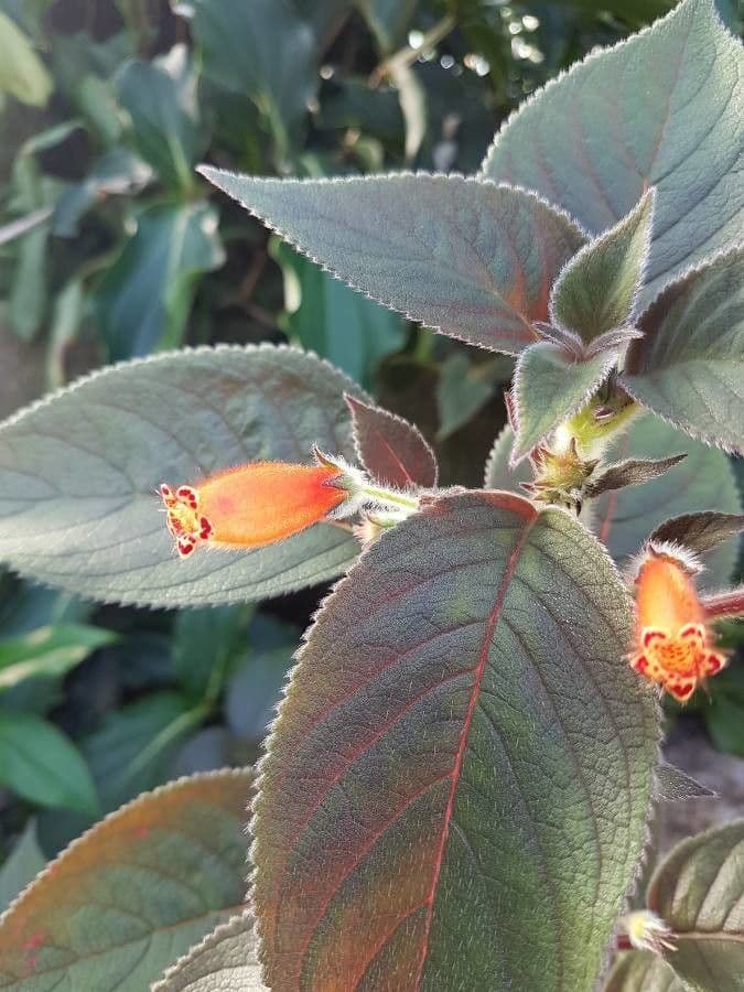 Chrysothemis pulchella 7