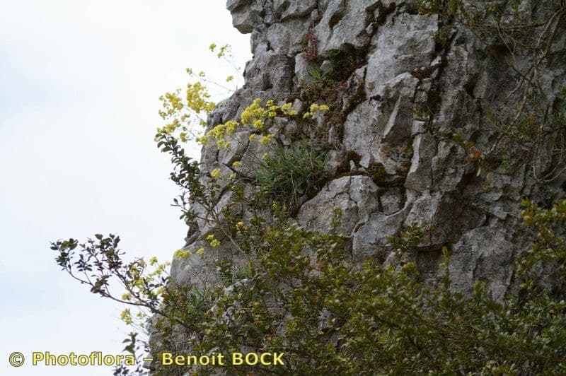 Biscutela 2
