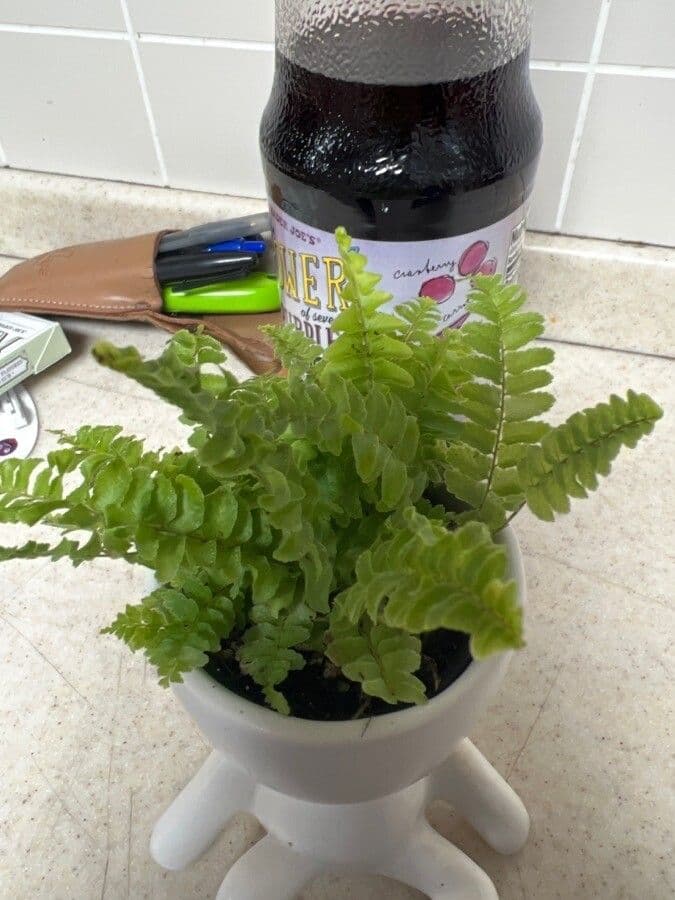 Nephrolepis exaltata 5