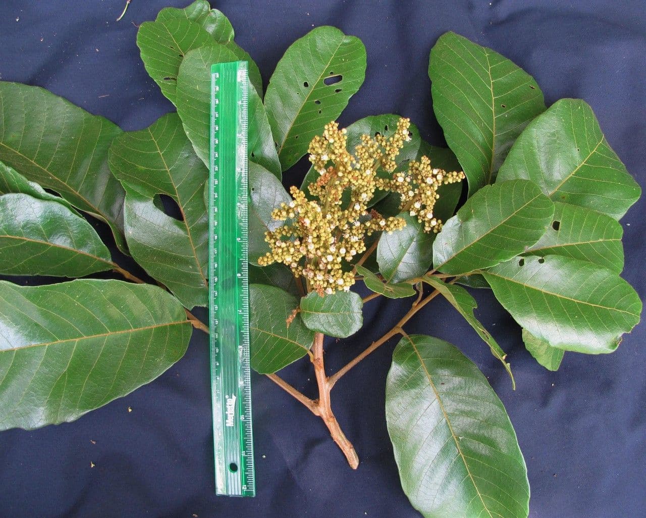 Cupania americká 18