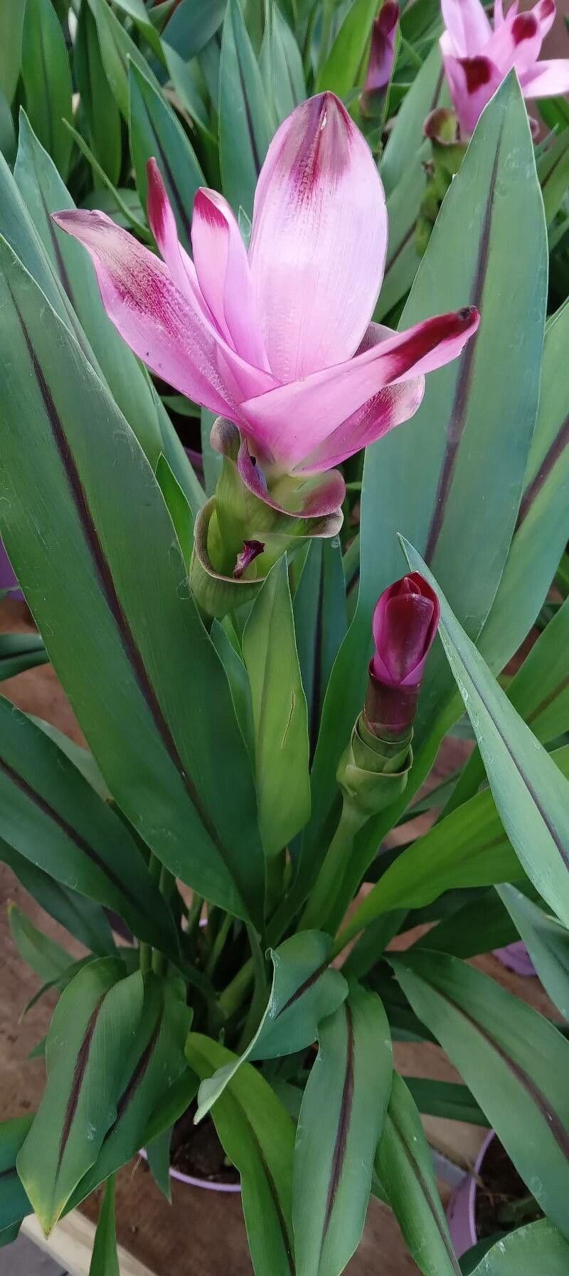 Siam-Tulpe 8