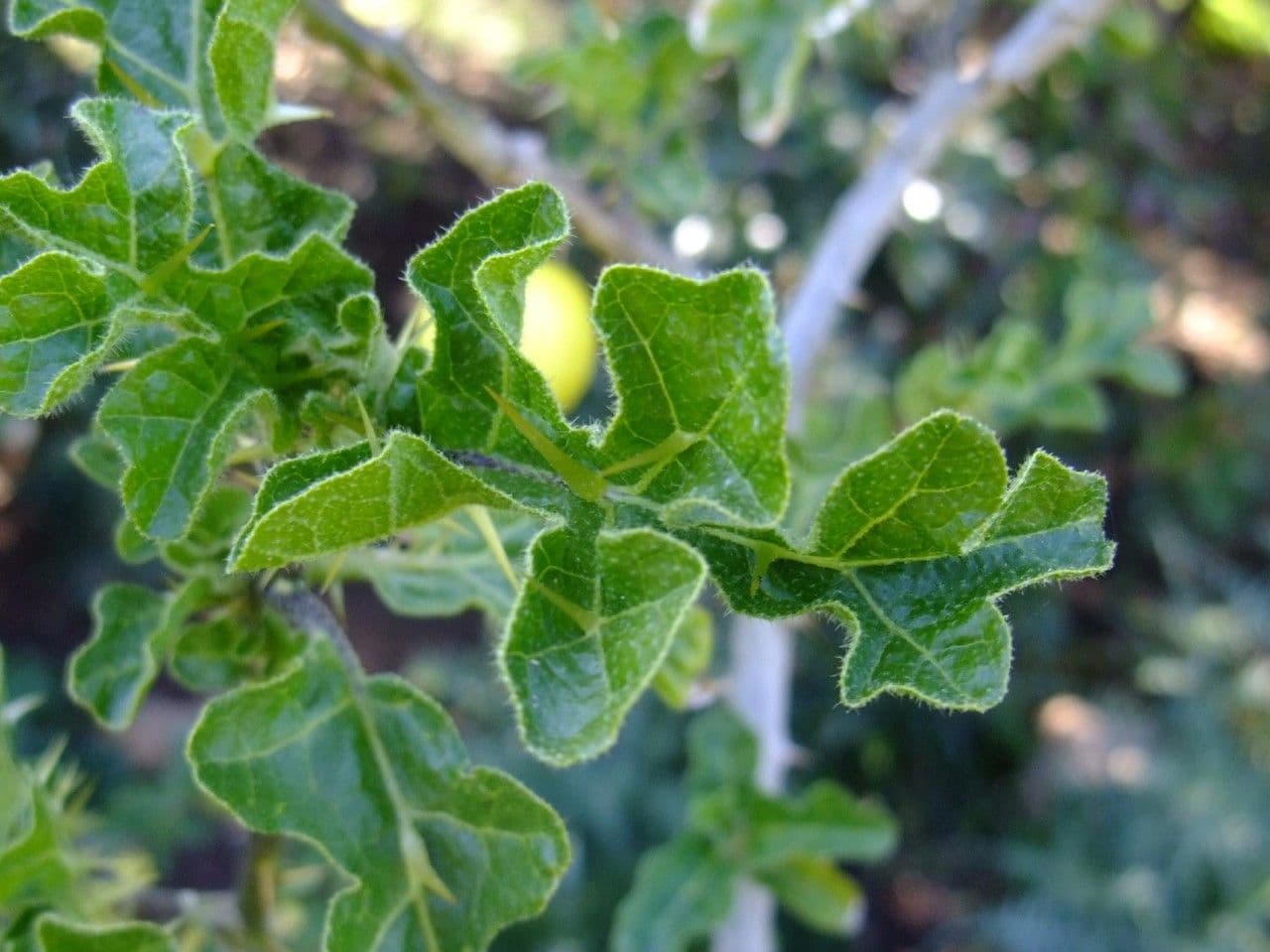 Solanum 17