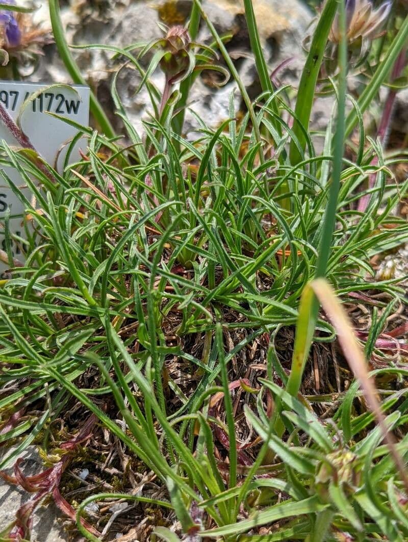 Grasblättrige Glockenblume 8